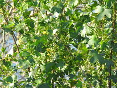 Ribes aureum