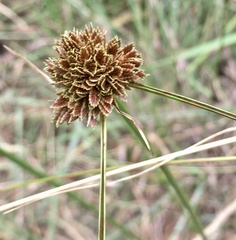 Cyperus reflexus