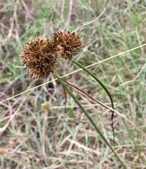 Cyperus reflexus
