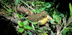 Incilius coniferus