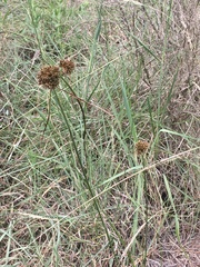 Cyperus reflexus