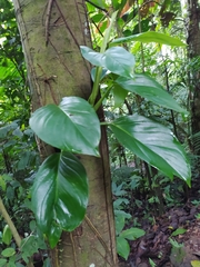 Monsteroideae