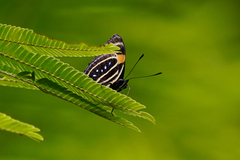 Callicore lyca aerias