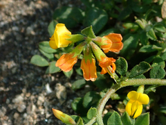 Acmispon maritimus