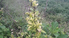 Angiospermae