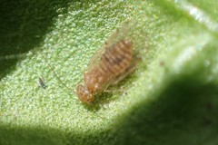 Ectopsocus californicus