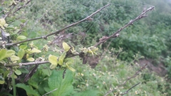 Angiospermae