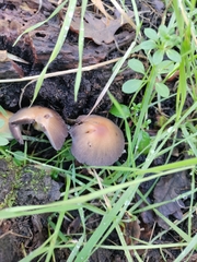 Micacei