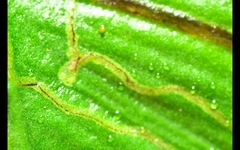 Phytomyza scolopendri