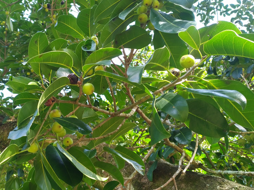 Deciduous fig (Ficus henneana)