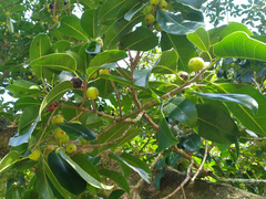 Ficus henneana