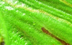 Phytomyza scolopendri