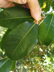 Ficus henneana