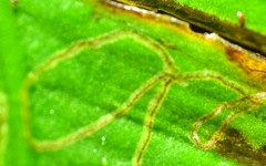 Phytomyza scolopendri