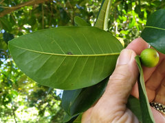 Ficus henneana
