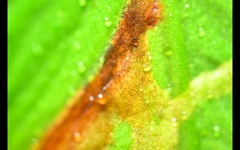 Phytomyza scolopendri