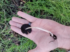 Micacei