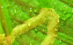 Phytomyza scolopendri