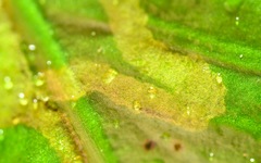 Phytomyza scolopendri