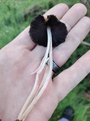 Micacei
