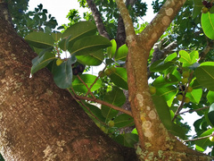 Ficus henneana
