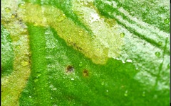 Phytomyza scolopendri