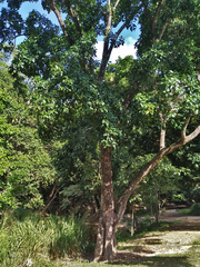 Ficus henneana