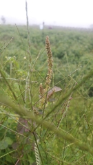 Angiospermae
