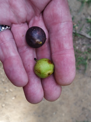 Ficus henneana