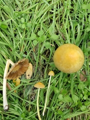Bolbitius titubans
