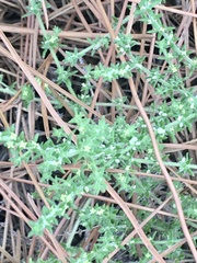 Galium hirtum