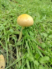 Bolbitius titubans