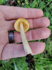 Bolbitius titubans