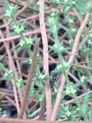 Galium hirtum