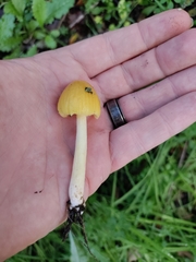 Bolbitius titubans