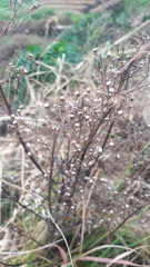 Angiospermae