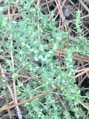 Galium hirtum