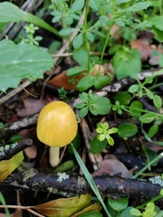 Bolbitius titubans