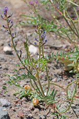 Astragalus lentiginosus diphysus