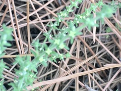 Galium hirtum