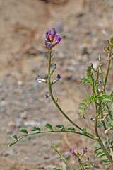 Astragalus lentiginosus diphysus