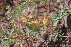 Astragalus lentiginosus diphysus