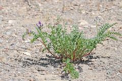 Astragalus lentiginosus diphysus