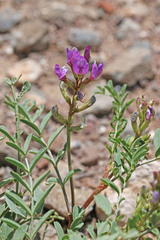 Astragalus lentiginosus diphysus