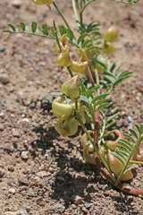 Astragalus lentiginosus diphysus