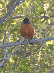 Turdus migratorius
