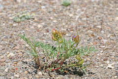 Astragalus lentiginosus diphysus