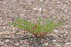Astragalus lentiginosus diphysus