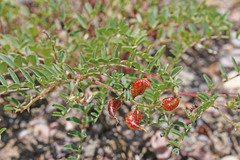 Astragalus lentiginosus diphysus