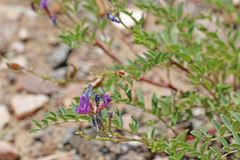 Astragalus lentiginosus diphysus